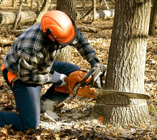 Tree Removal in Coats, KS